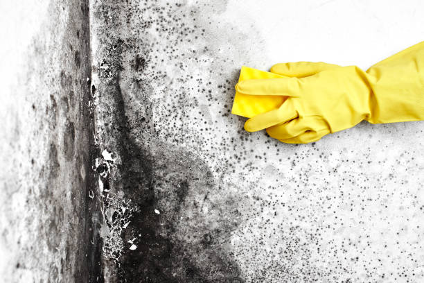 Best Mold Remediation for Specific Building Types in La Villa, TX