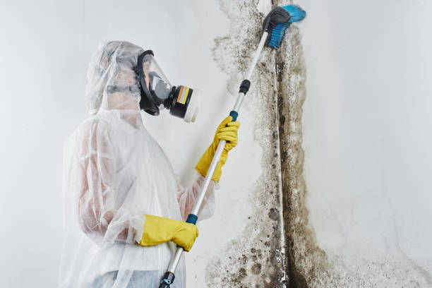 Best Health and Safety Mold Remediation in La Villa, TX