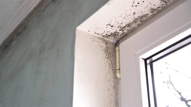 Best Post-Flood Mold Remediation in La Villa, TX