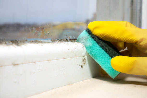Best Post-Flood Mold Remediation in La Villa, TX