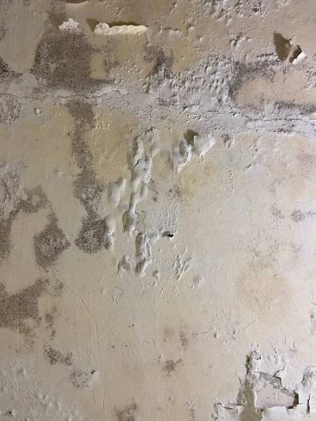 Best HVAC Mold Remediation in La Villa, TX