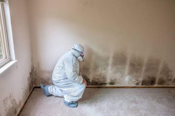 Best Basement Mold Remediation in La Villa, TX