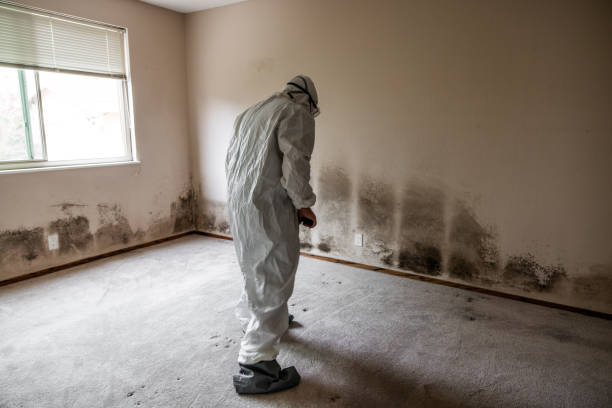 Reliable La Villa, TX Mold Remediation Solutions