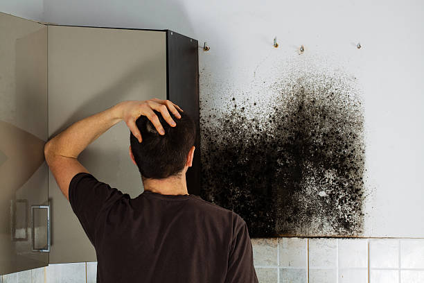 Best Black Mold Remediation in La Villa, TX