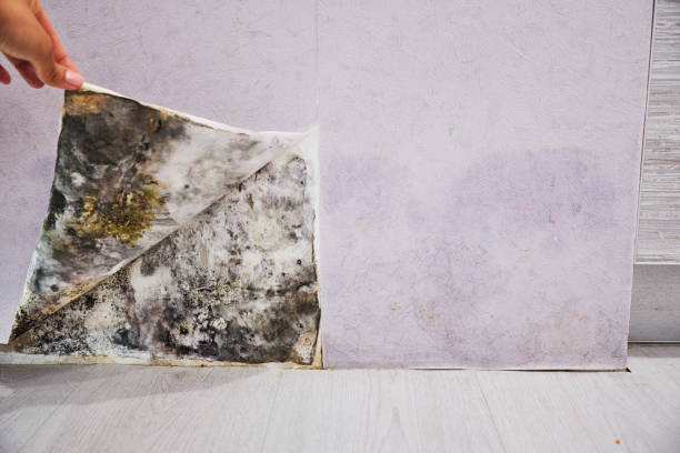 Best Mold Remediation for Schools in La Villa, TX